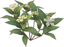 Yellow Periwinkle