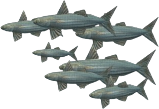 Thick Lipped Sturlet