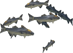 Emperor Cod