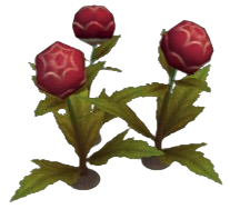 Drake Globeplant
