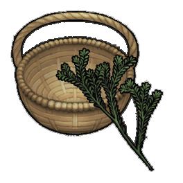 Abliflorus Rosemary