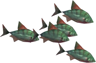 Graceful Bream