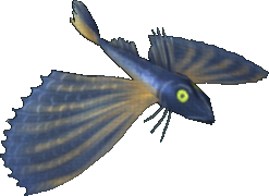 Dusky Gurnard