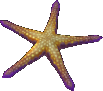 Asterina Starfish