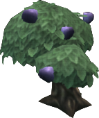Purple Tangfruit