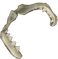 Gray Shark Jaw