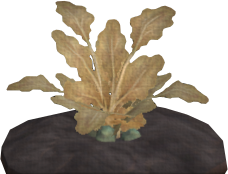 Greengrail Potato
