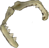 Intact Shark Jaw