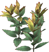 Mighthelm Sage