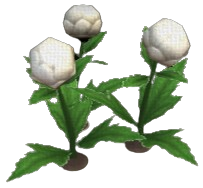 Snowball Globeplant