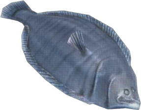 Stone Flounder