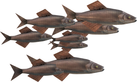 Ridged Herring