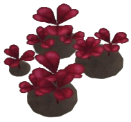 Amaranth Clover