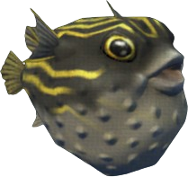 Figure Eight Pufferfish