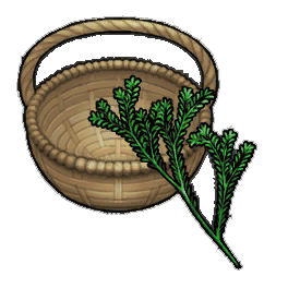 Brace Rosemary (activity)