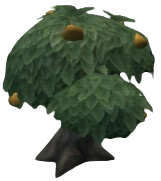 Sunflare Tangfruit