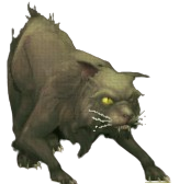 Feral Cat