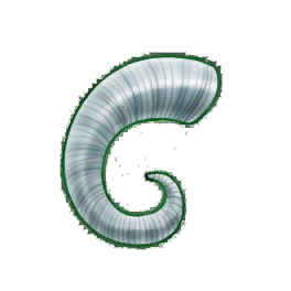Immaculate Rams Horn (Brewed)