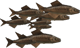 Chopper Herring