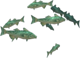 Teal Cod