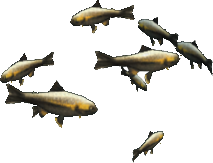 Stout Trout