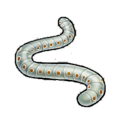 Crunch Wriggler