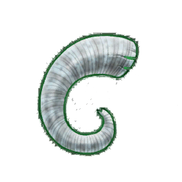 Mottled Rams Horn (Brewed)