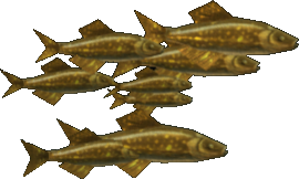 Golden Herring