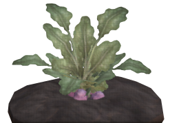 Colawan Potato