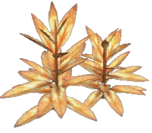 Skytear Sage