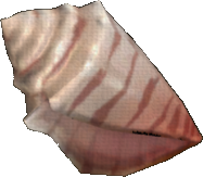 Cone Shell
