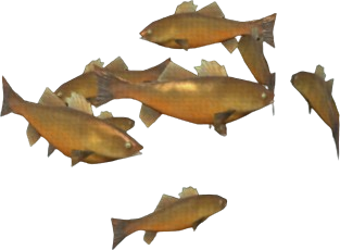 Dropthe Bass