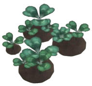 White Clover