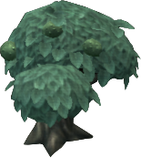 Green Bitterfruit