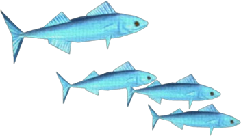 Blue Mackibut