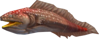 Conger Eel