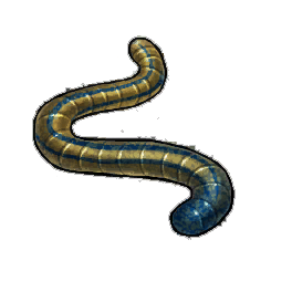 Burrowing Wriggler
