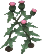 Plume Thistle