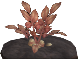 Bollbark Potato