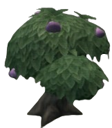 Fizz Tangfruit