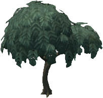 Acacia Tree