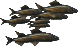 Hefty Herring