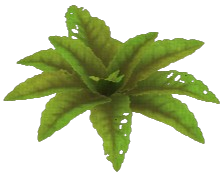 Ragleaf Dock Leaf
