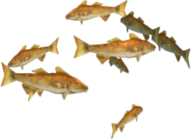 Waltzing Cod