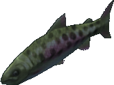 Masu Salmon