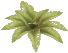 Zeller Dock Leaf