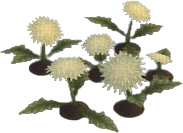 Horned Dandelion