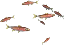 Rainbow Sardines