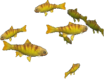 Gila Trout