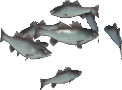 Giant Bass